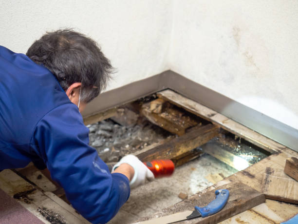 Best Same-Day Mold Removal  in Trezevant, TN