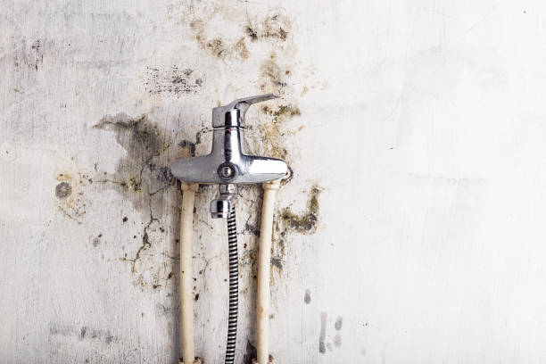 Best Mold Removal Near Me  in Trezevant, TN