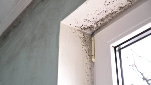 Best Mold Testing  in Trezevant, TN