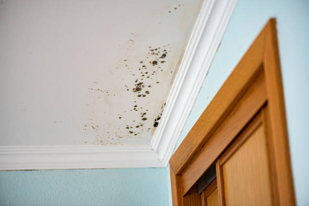 Trezevant, TN Mold Removal Company