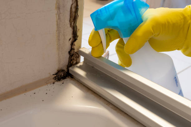 Home Mold Removal in Trezevant, TN