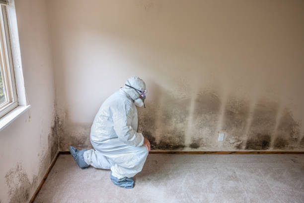 Best Affordable Mold Removal  in Trezevant, TN