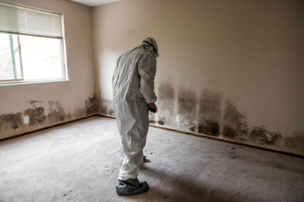 Best Toxic Mold Removal  in Trezevant, TN