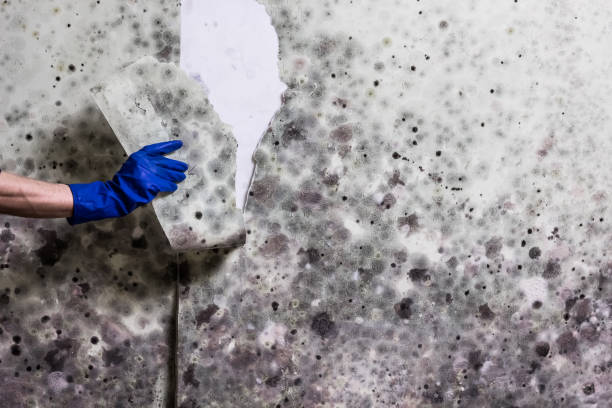 Best Residential Mold Removal  in Trezevant, TN